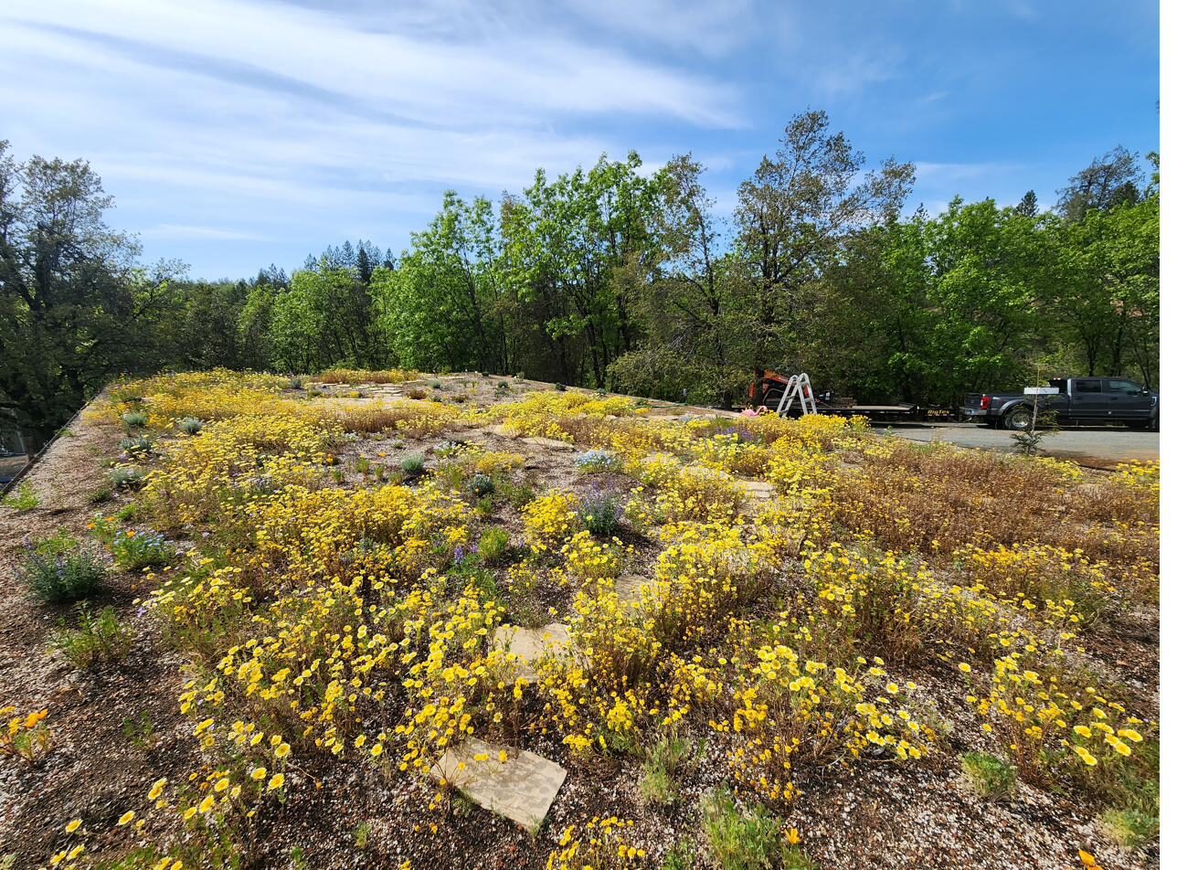 Live green roof in full spring bloom — drought-tolerant wildflowers carpeting the poured-concrete roof slab of an off-grid California home